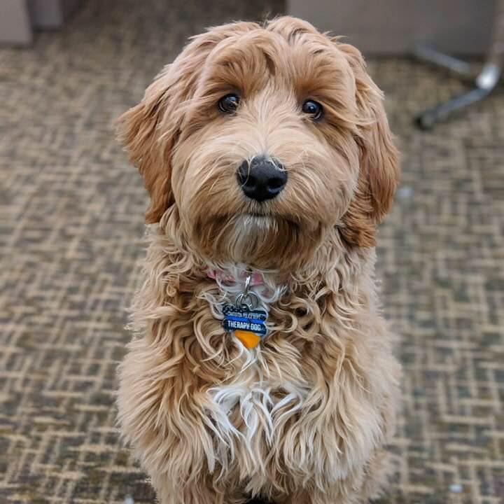 Cali The Dog Helps Kids Facing Traumas - St. Mary's Home For Children